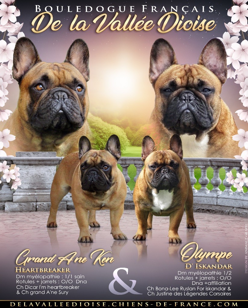 de la vallée Dioise - Bouledogue français - Portée née le 20/07/2020
