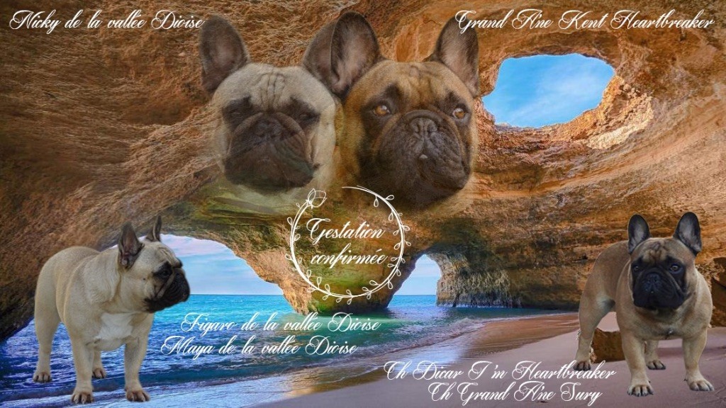 de la vallée Dioise - Bouledogue français - Portée née le 13/08/2019