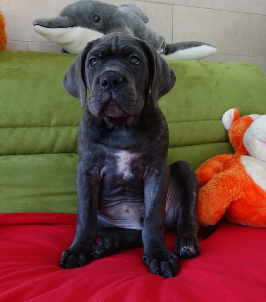 de la vallée Dioise - Cane Corso - Portée née le 10/11/2016