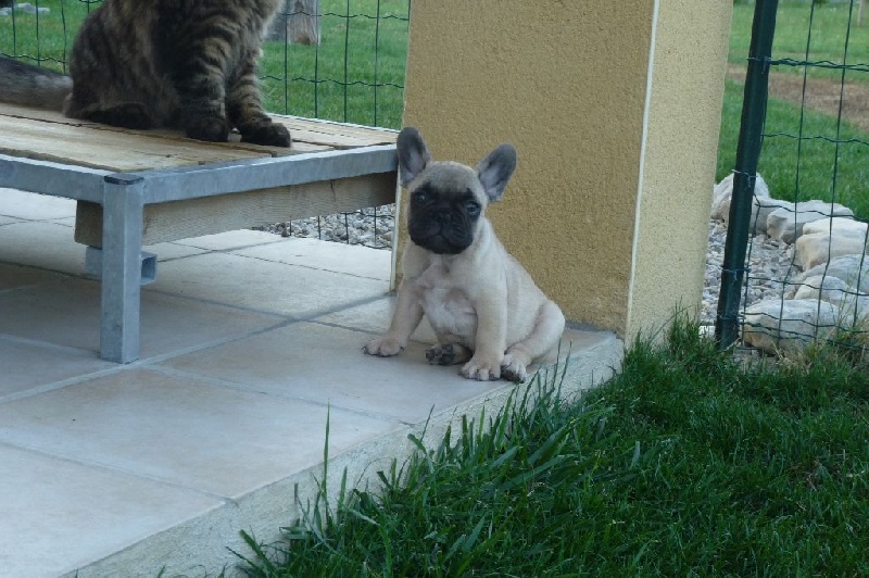 de la vallée Dioise - Bouledogue français - Portée née le 05/06/2015